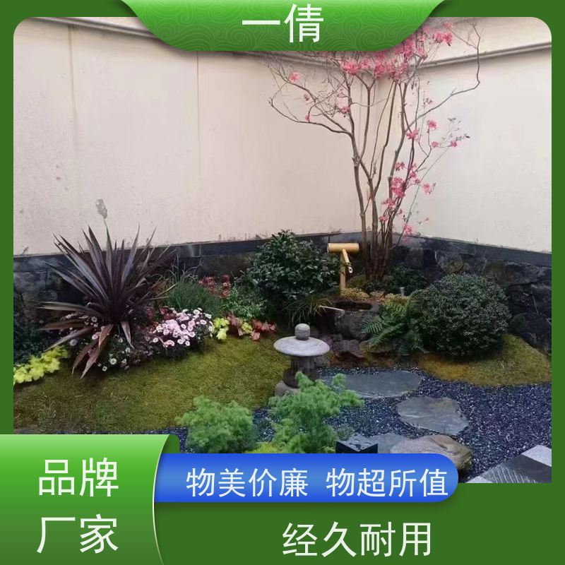 一倩花卉 黄杨 绿植租赁 种类繁多