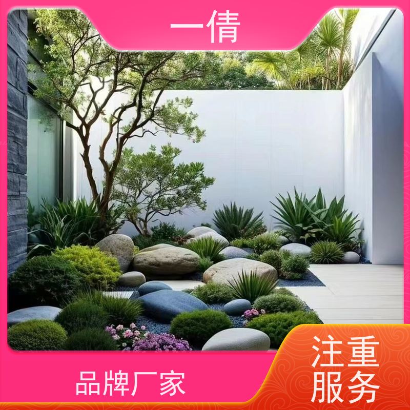 一倩花卉 龙血树 绿植出售 种类繁多