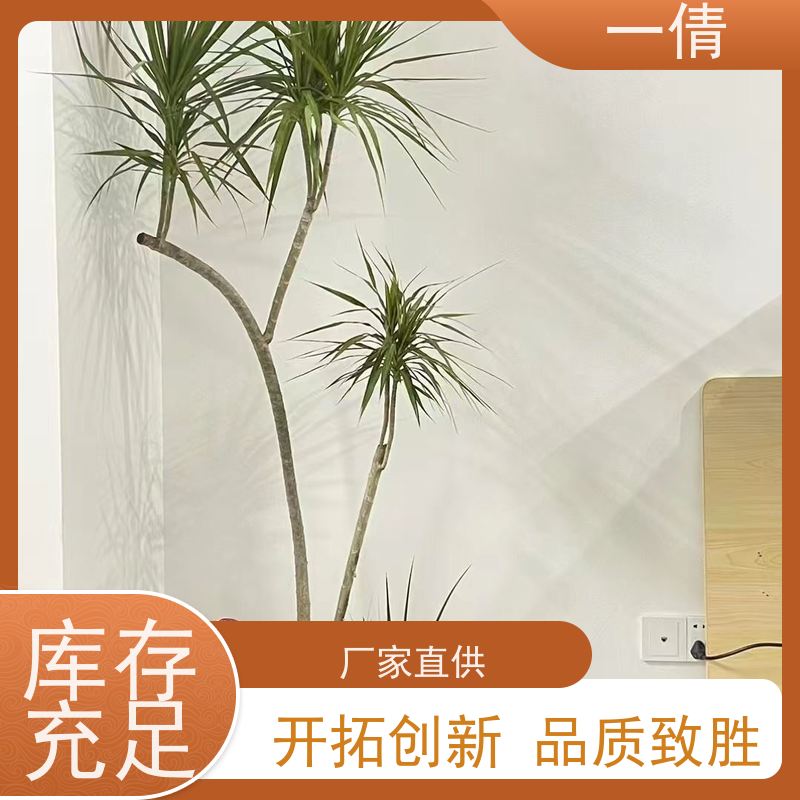 一倩花卉 白掌 绿植租赁 种类繁多