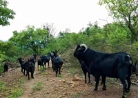 想养羊，优化羊群结构，这两点可得牢记