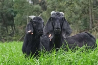 二组黑山羊种羊，需要羊舍和种植牧草的面积