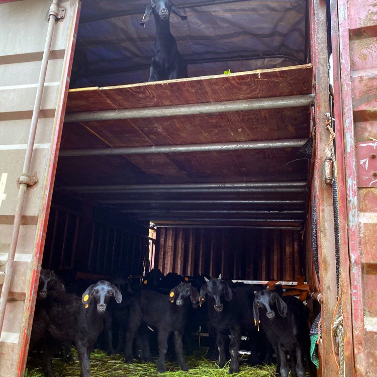 夏季养殖黑山羊的诀窍