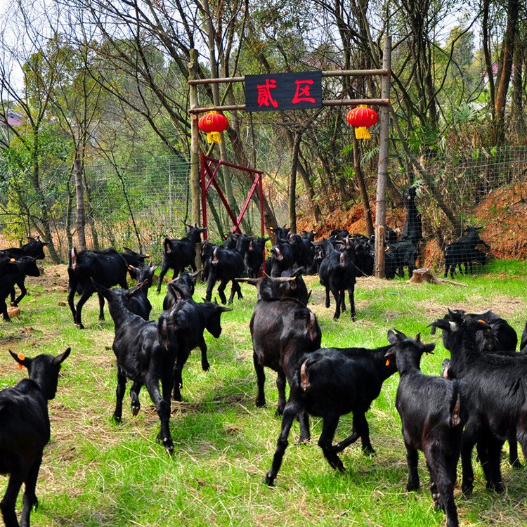 黑山羊养殖 青贮、氨化储料方法