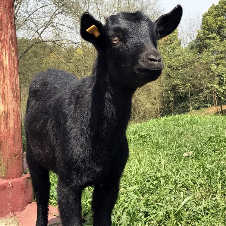 湘美黑山羊 2月龄羔羊适时断奶