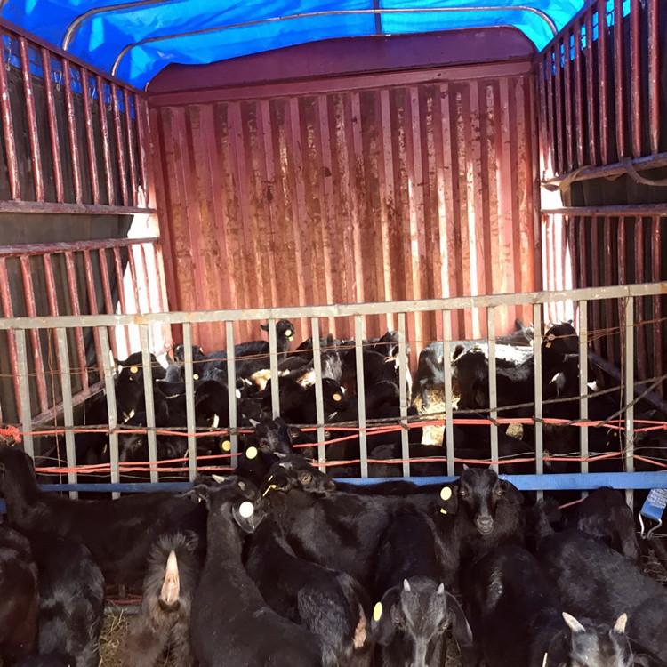 养殖黑山羊水平 黑山羊品种 合理配置日粮