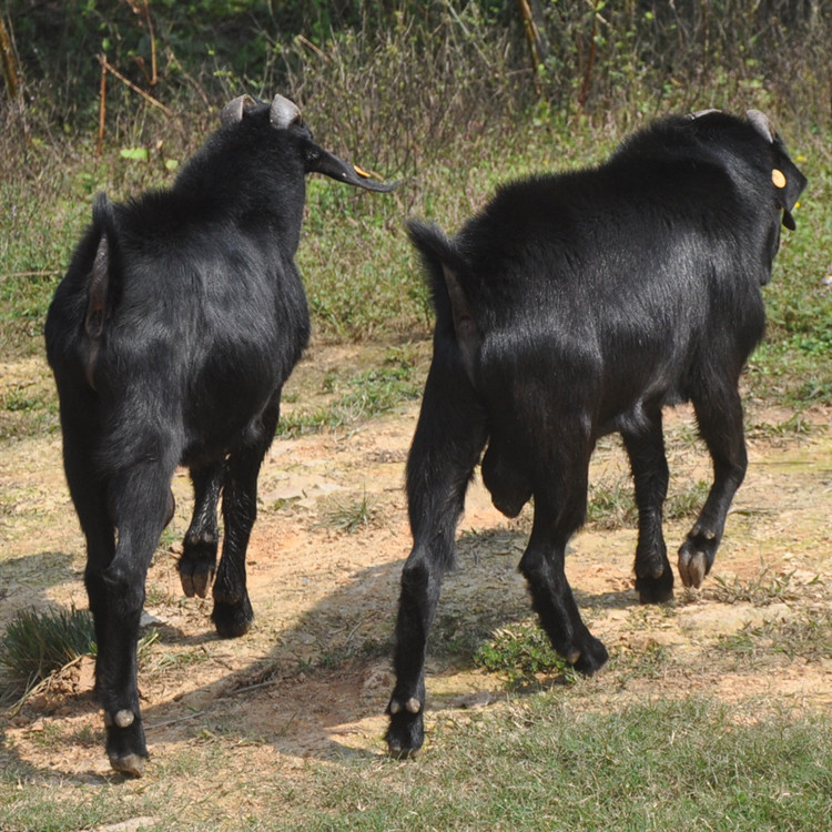 种养结合新模式，生态循环助力黑山羊产业升级