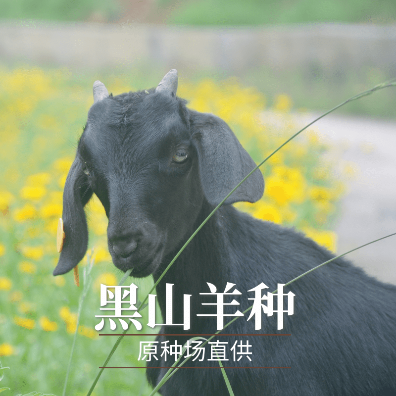 黑山羊养殖关键：优质种公羊的挑选之道