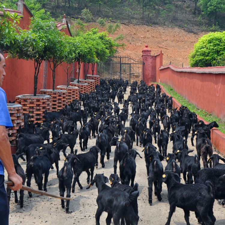 黑山羊的三点特性让新手选择养殖