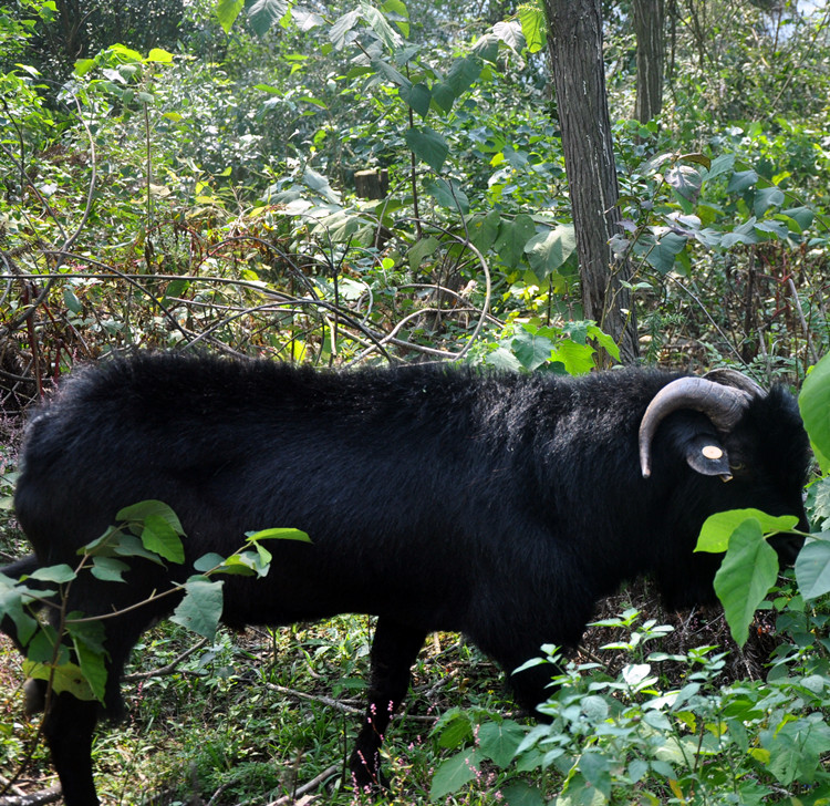 黑山羊林下牧草种植，养殖种植并举