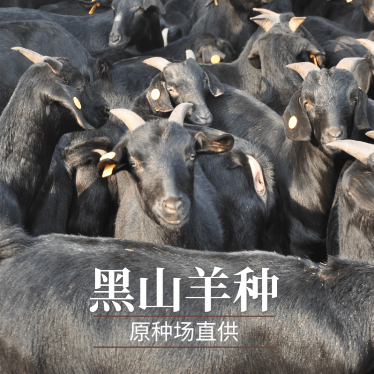 黑山羊种羊哪里有卖