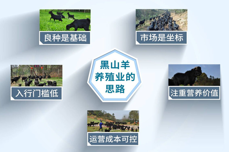 黑山羊养殖业发展的五点思路