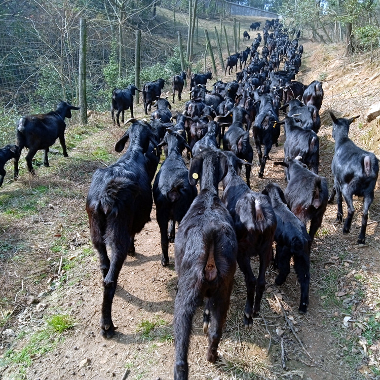 黑山羊养殖产业链，产销一条龙