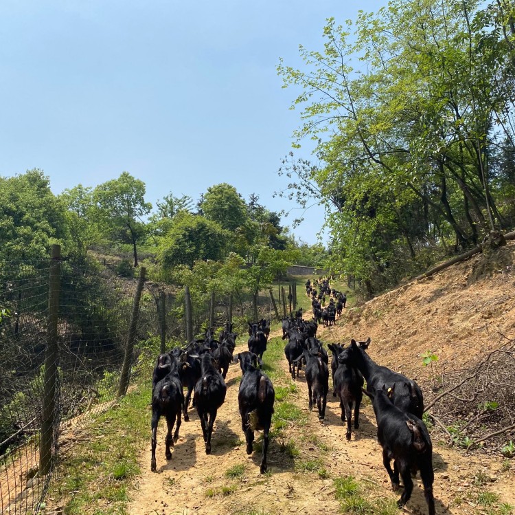 黑山羊养殖，黑山羊饲养管理五点经验分享