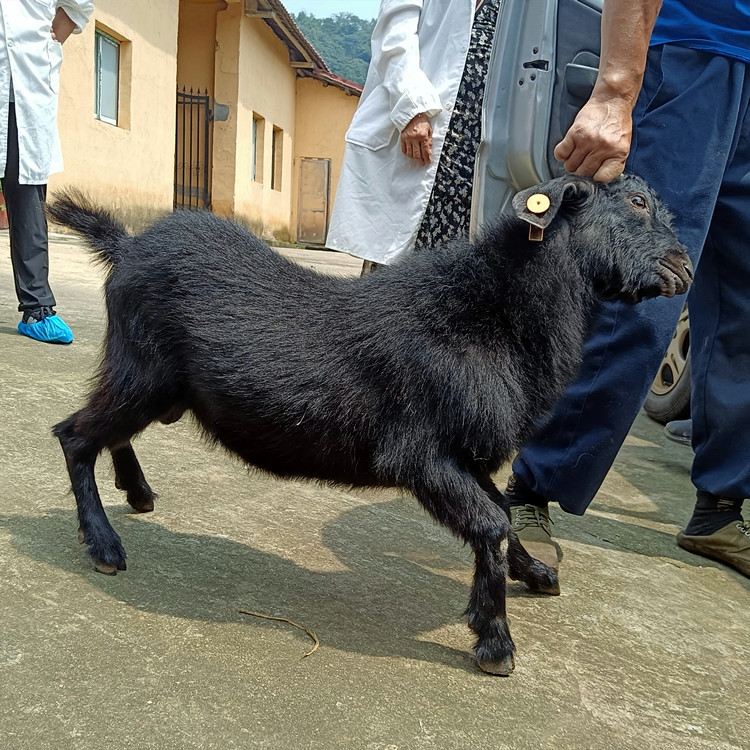 湘美黑山羊养殖技术，高温引种技术要点