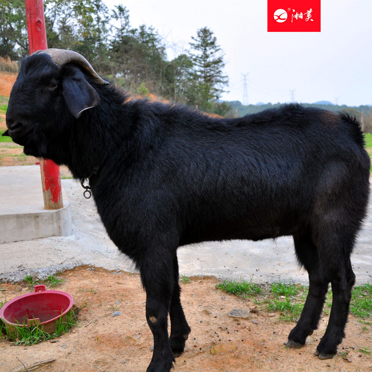 黑山羊选配原则，黑山羊养殖选配，湘美黑山羊