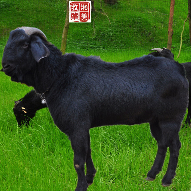 黑山羊感冒的预防,生姜大蒜红糖水