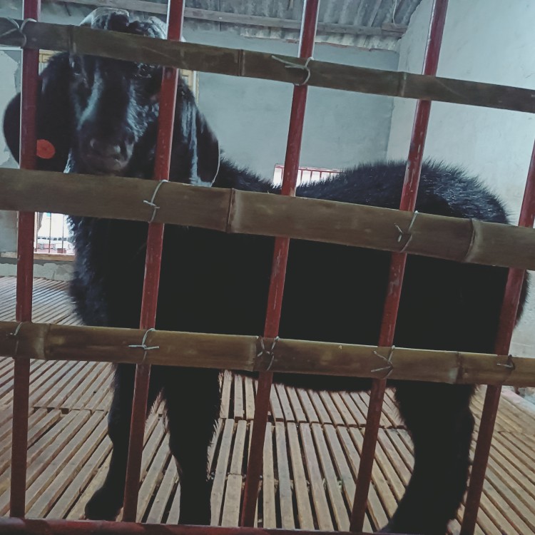 黑山羊种羊买来就放养