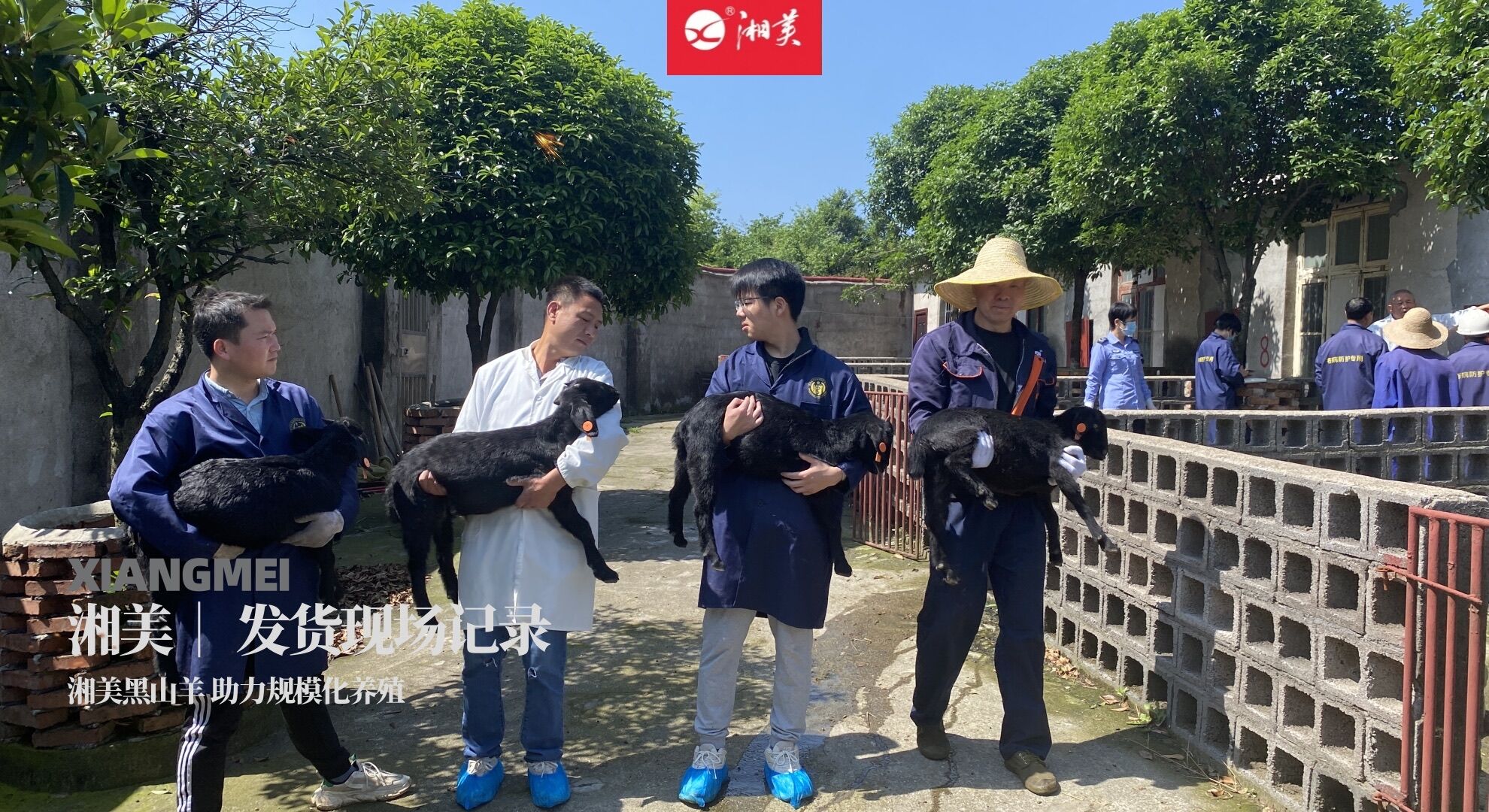 湘美黑山羊助力规模化养羊