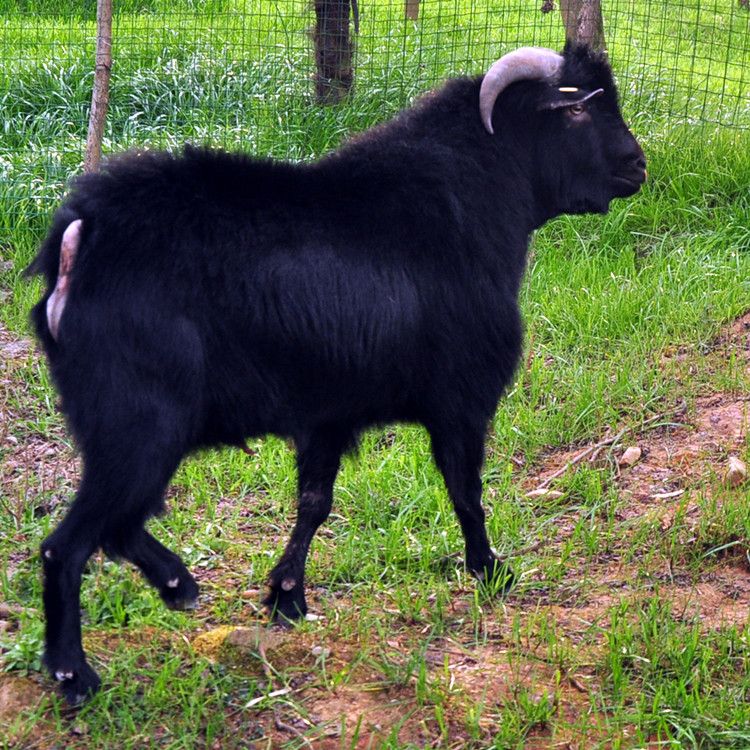 黑麦草喂黑山羊，选择一年生的黑麦草养羊