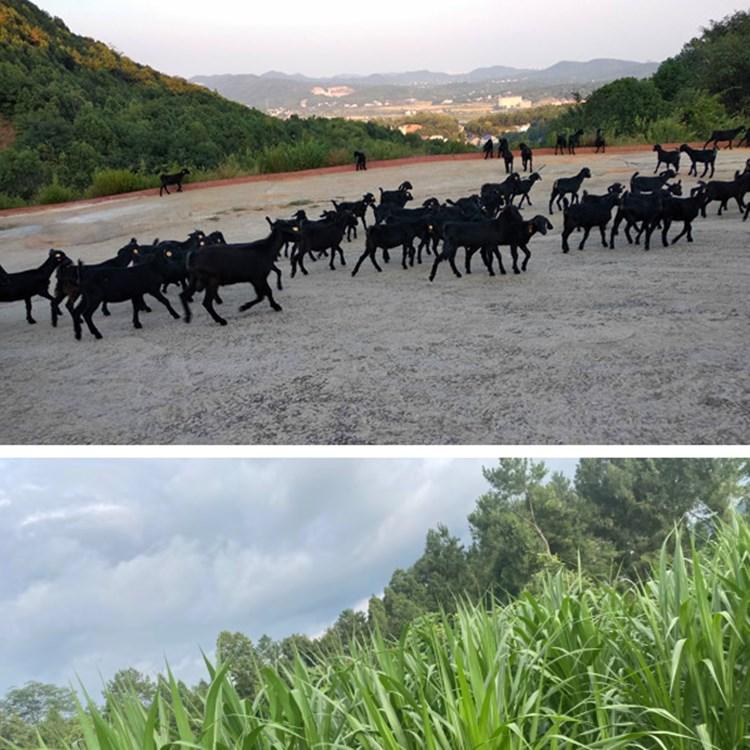 湖南黑山羊养殖场 长沙黑山羊养殖基地 湖南养殖网