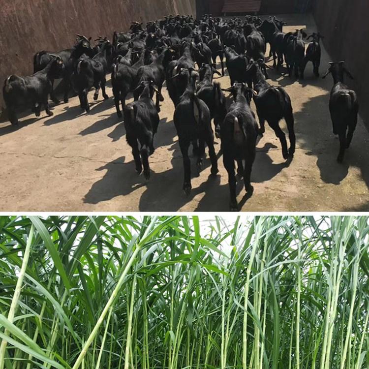 黑山羊 种草养羊 产销一体增收