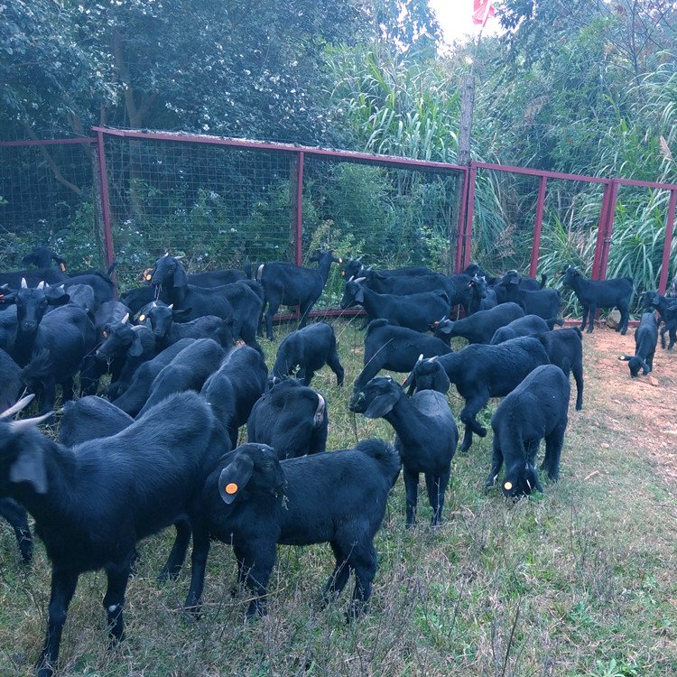 黑山羊养殖 寒冷季节 养好怀孕母羊的五个关键点