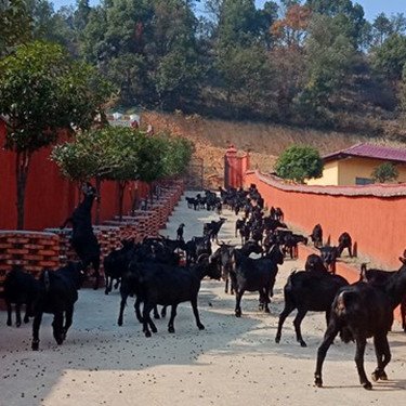 存栏一千只黑山羊 土地种植牧草面积