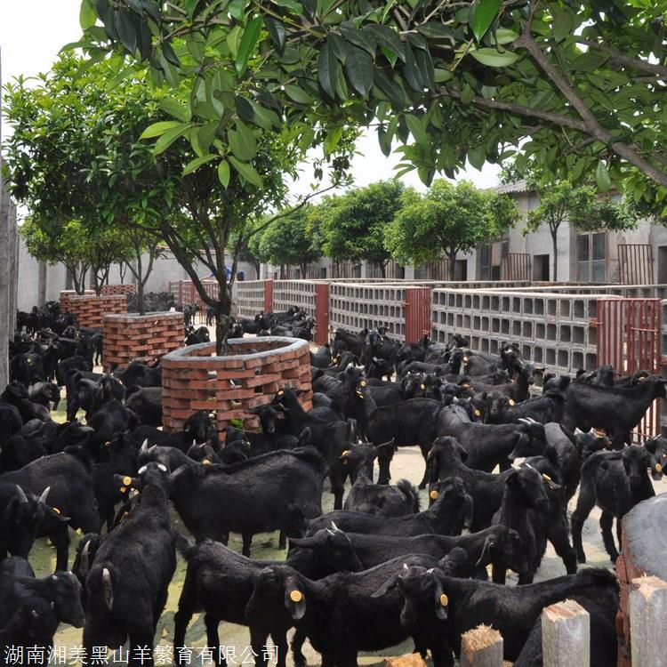 黑山羊生态循环养殖模式效益好