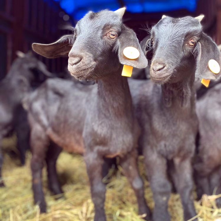 湘美黑山羊 湘美黑山羊价格 湖南大的黑山羊养殖基地