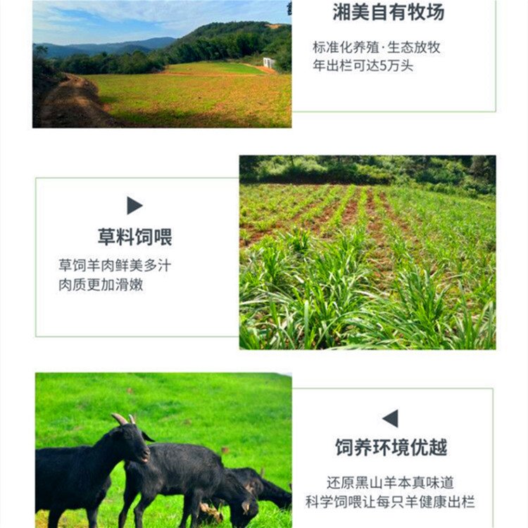 种草养殖黑山羊 成本轻利润高