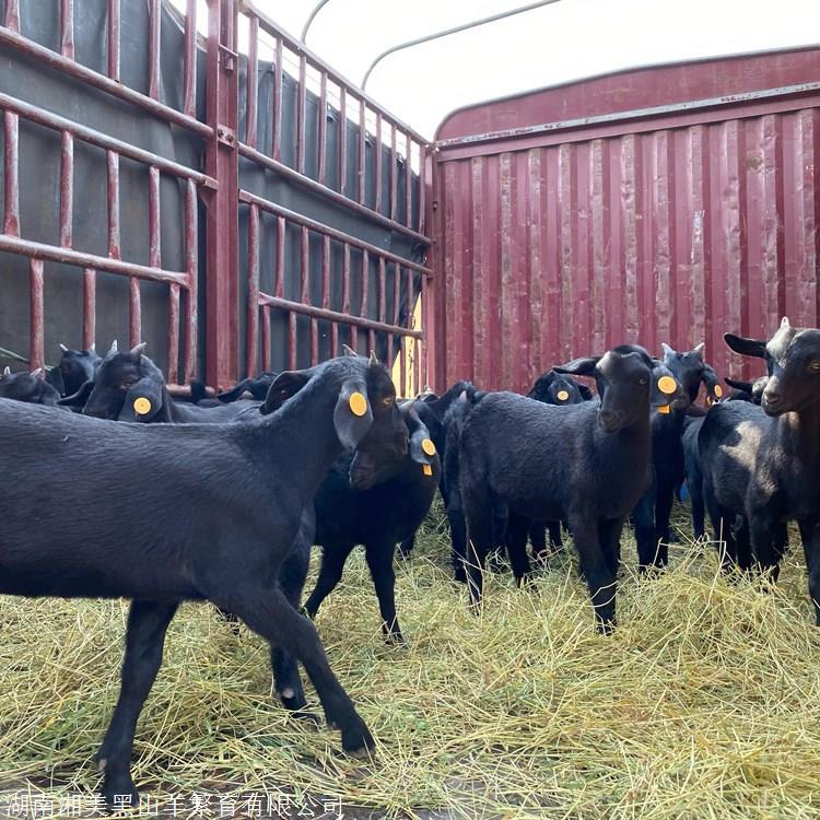 大型正规黑山羊养殖基地 种草养羊 生态循环