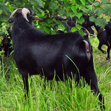想养湘美黑山羊 养殖一组投资成本与利润