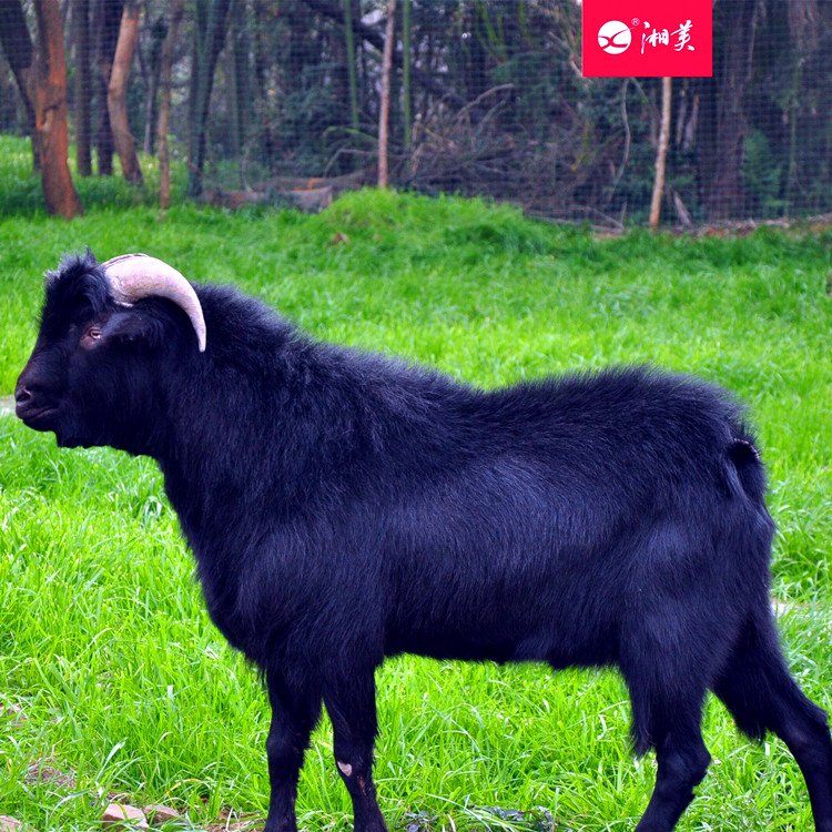 湖南山羊养殖 长沙黑山羊养殖基地 湖南山羊养殖网