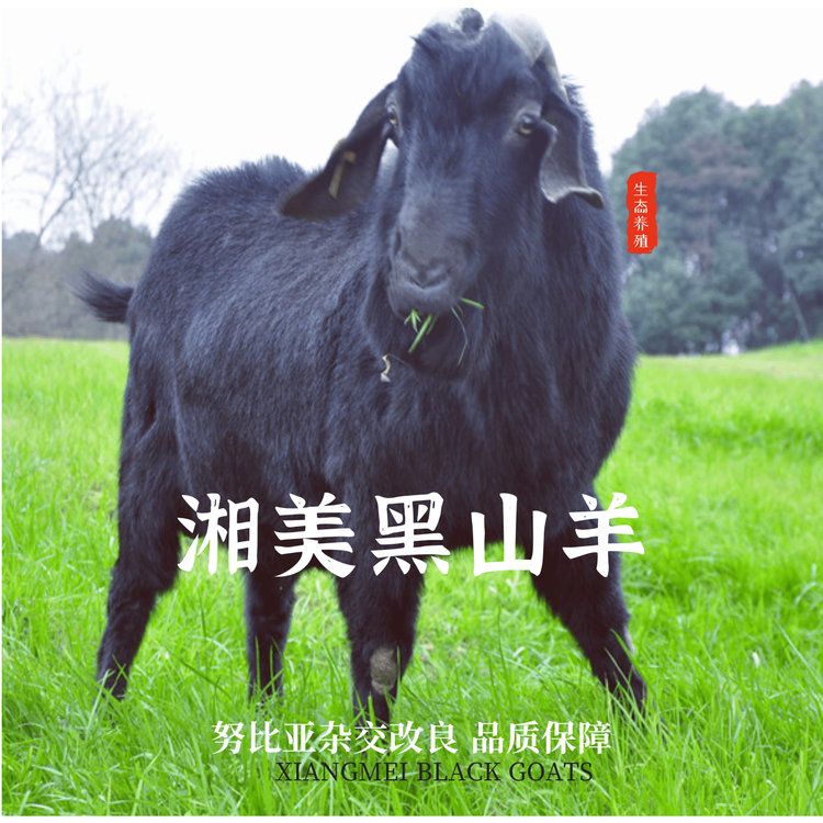 湘美黑山羊 用心养羊 靠农业养殖致富