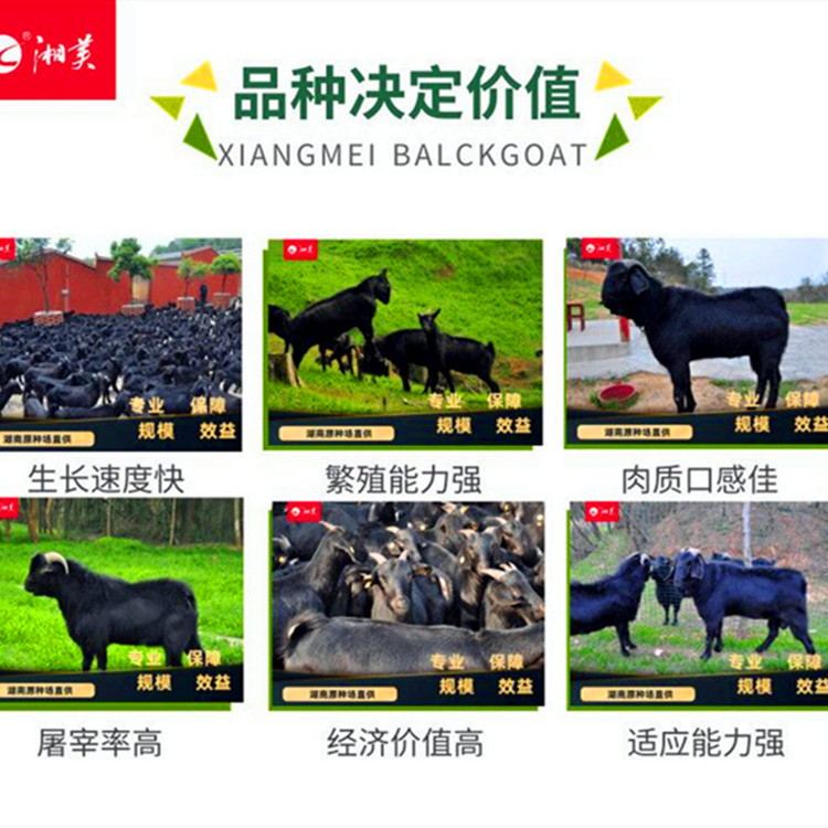 提高黑山羊养殖产量的措施