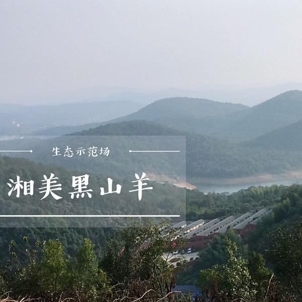 黑山羊种羊基地 湖南黑山羊种羊基地 湖南大的黑山羊种羊基地