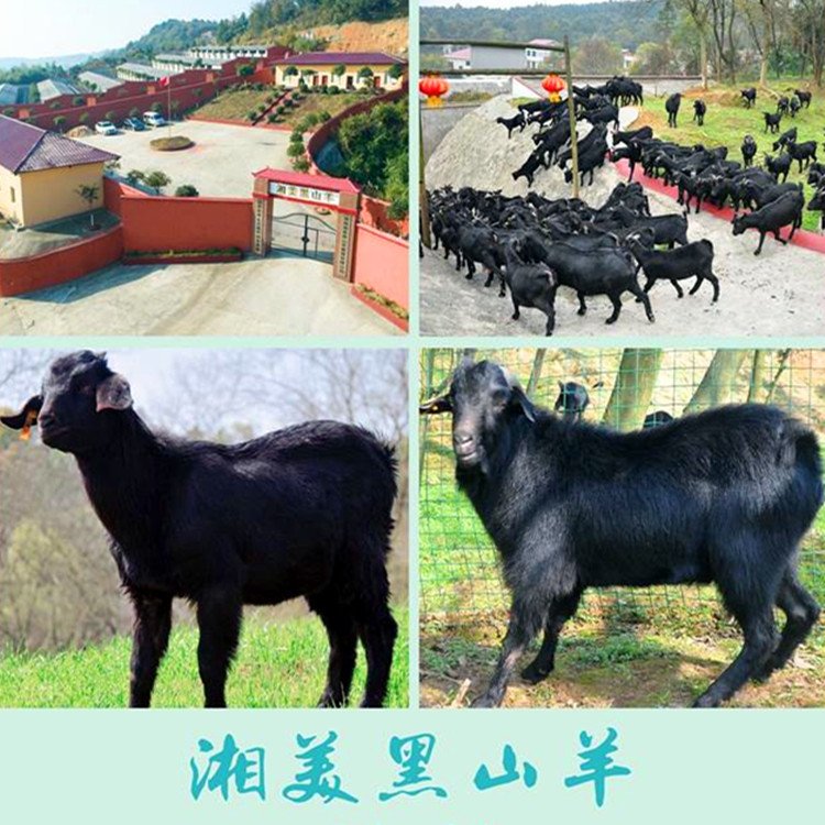 黑山羊种羊 黑山羊种羊基地 湖南省黑山羊种羊基地