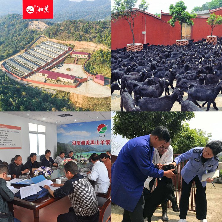 郴州湘美黑山羊养殖客户老曾分享