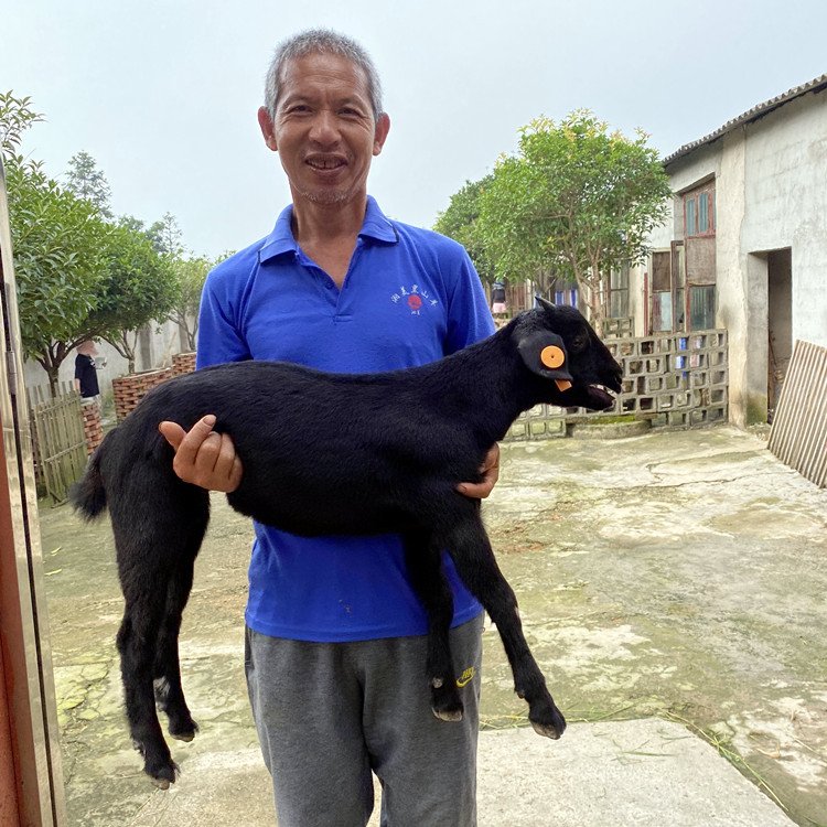 养殖黑山羊 母羊精料要记得适当补充 有利于生产