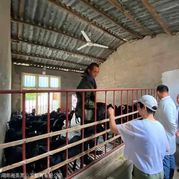 湘美黑山羊养殖 秋季饲喂放牧要点