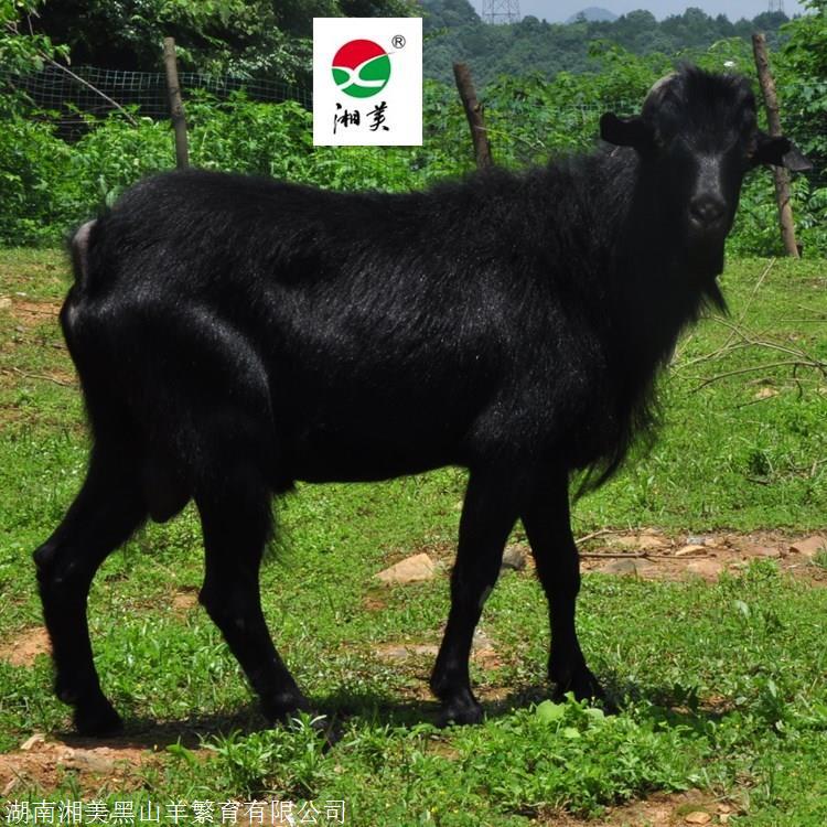 黑山羊市场价格 湖南湘美黑山羊养殖基地