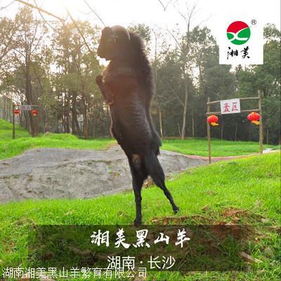 努比亚黑山羊 杂交努比亚黑山羊养殖基地