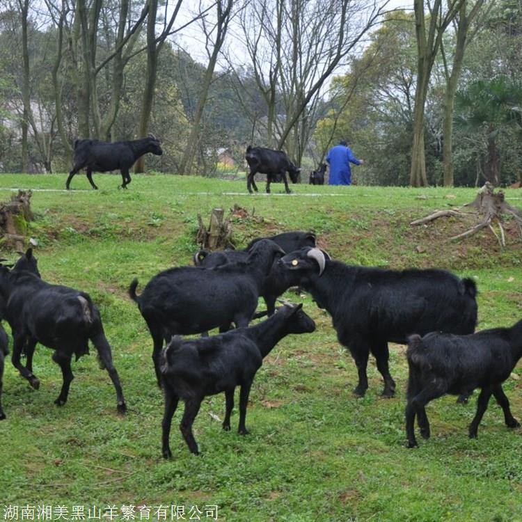 饲养黑山羊前景看好 湘美种草养羊养出好品质