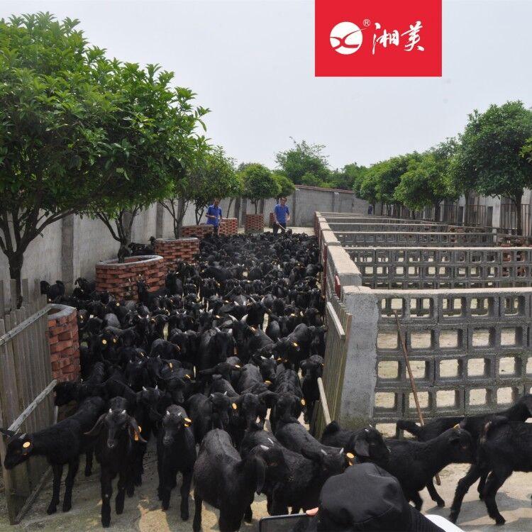 养殖黑山羊的风险与门槛