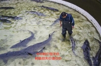 新平县评估机构水产养殖损失评估