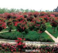 新平县评估机构果园果树损失评估