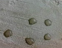 聚合物高强修补砂浆 混凝土缺陷修补 加固改性乳液水泥砂浆 厂家