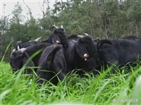 养羊赚钱不,他靠湘美黑山羊狂赚 50 万