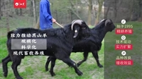 湘美黑山羊，新时代农村养羊从业者的风采