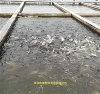 金阳评估机构城中村房屋价值评估